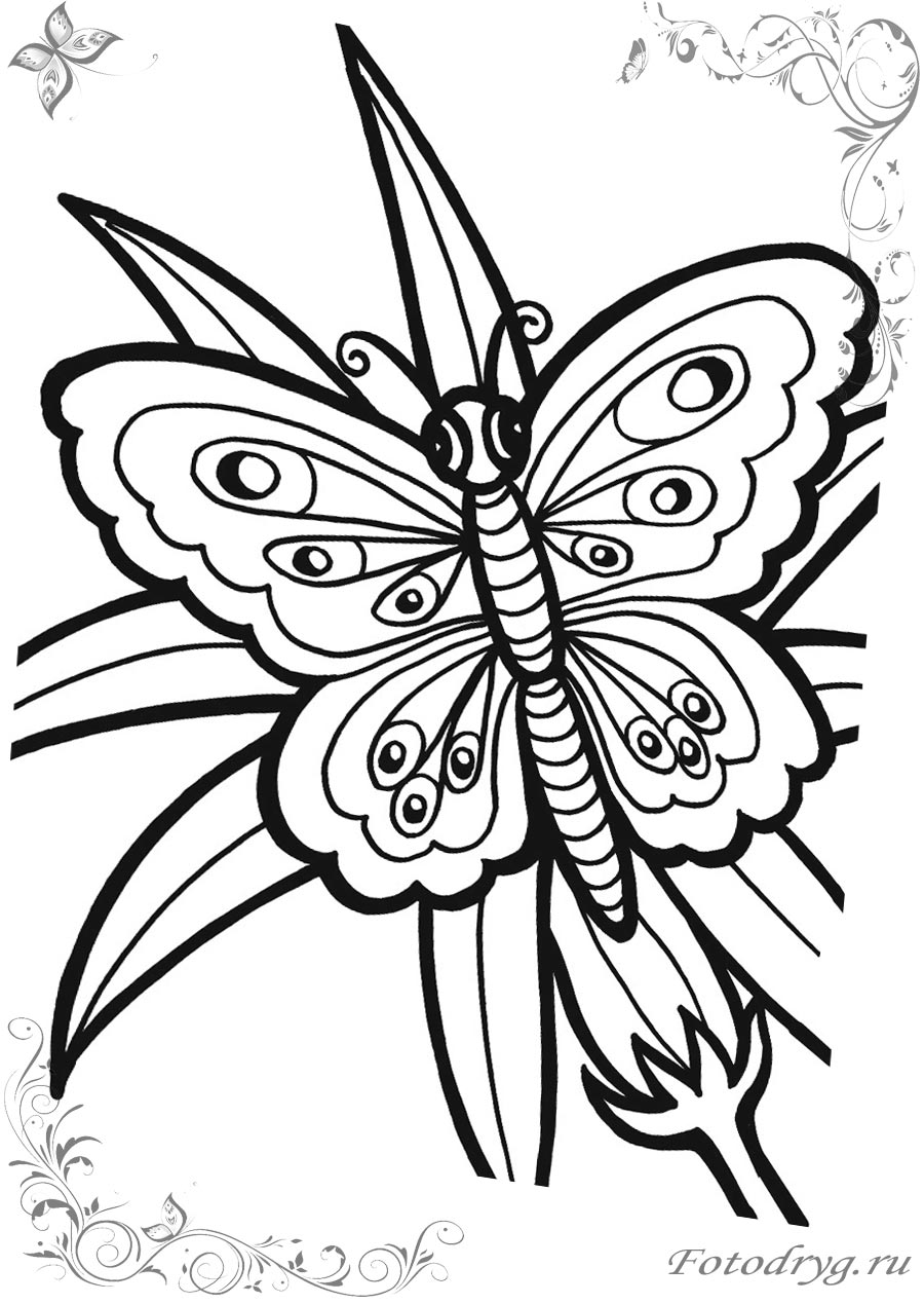 Картинки для раскрашивания с бабочками