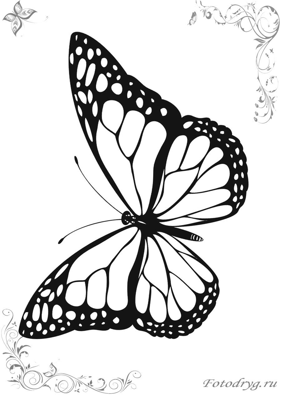 Качайте и печатайте детские раскраски бабочки