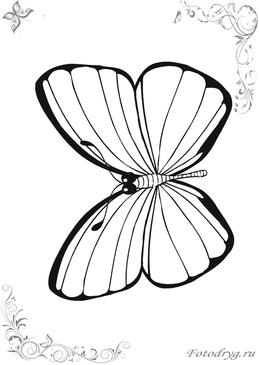 Печатайте картинки и раскрашивайте бабочек онлайн у нас