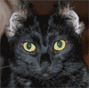 Эффекты фотошоп - удивленная кошка